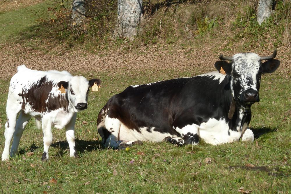 Restaurant traditionnel, repas marcaire à Metzeral à 5 minutes de Munster Haut-Rhin en Alsace 68 : Vaches de la vallée de Metzeral